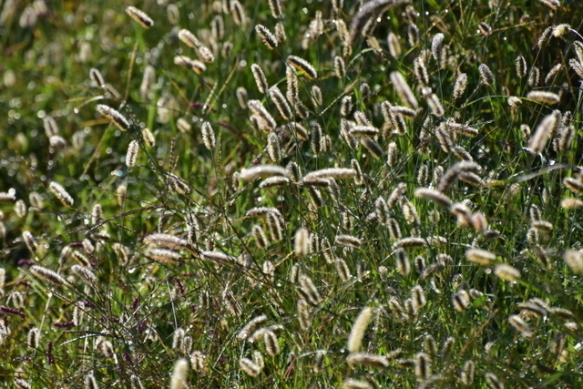 1-1-DSC_7904.JPG