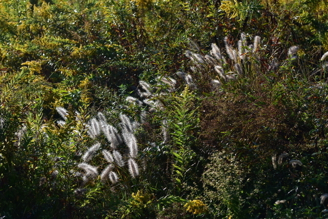 1-1-DSC_7908.JPG