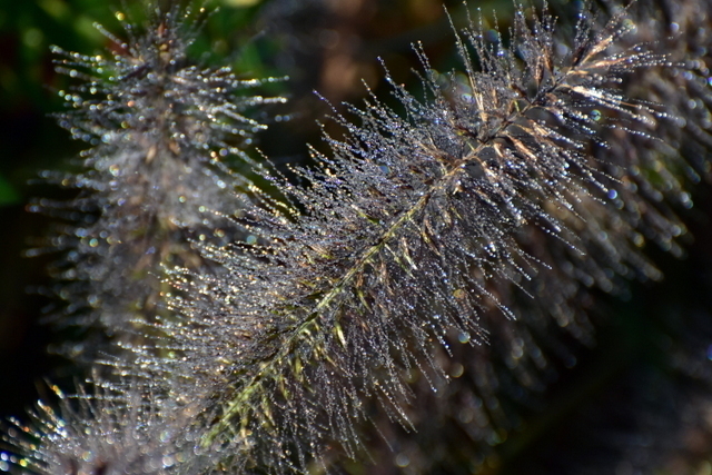 1-1-DSC_7910.JPG