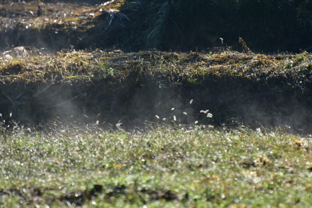 1-1-DSC_7923.JPG