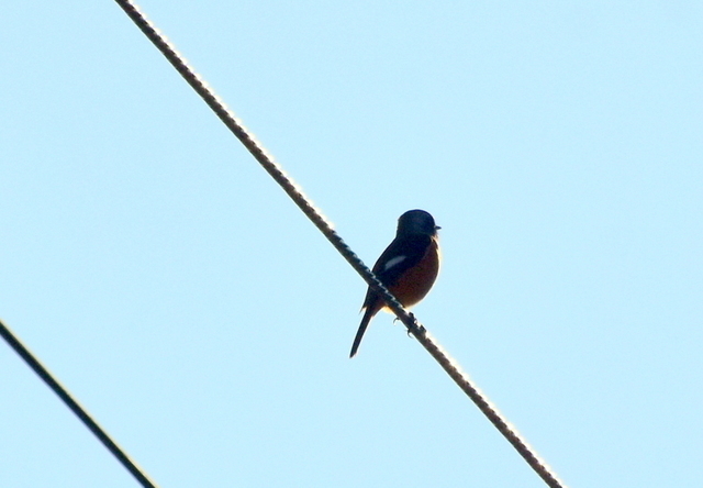 1-1-DSC_7933.JPG