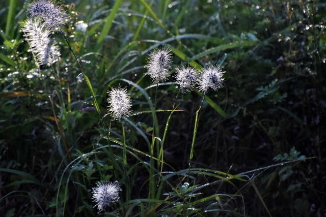 1-1-DSC_7940.JPG