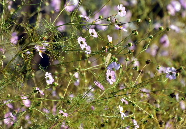 1-1-DSC_7942.JPG