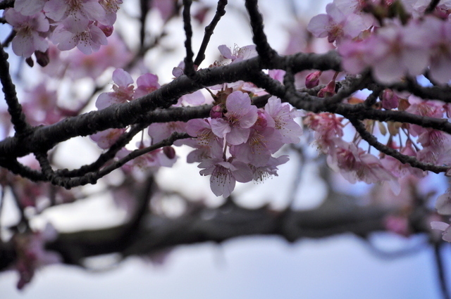 1-1-_DSC0009.JPG