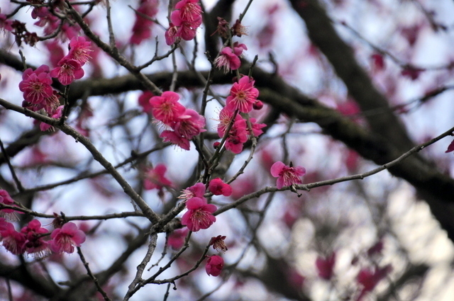 1-1-_DSC0011.JPG
