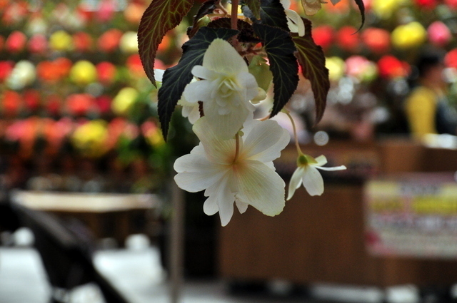 1-1-_DSC0098.JPG