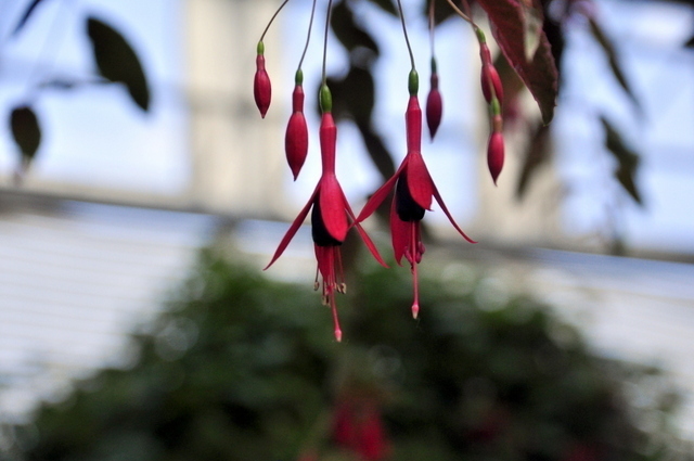 1-1-_DSC0156.JPG