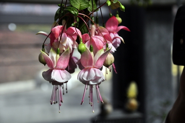 1-1-_DSC0162.JPG