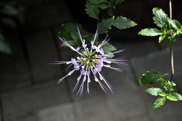 1-1-_DSC0172.JPG