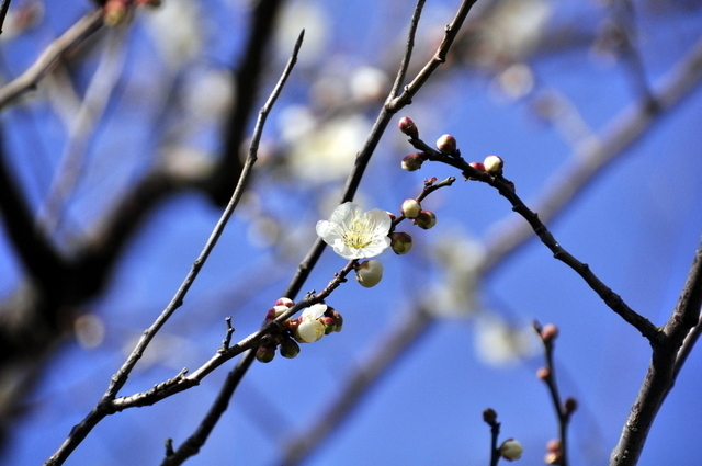 1-1-_DSC0189.JPG