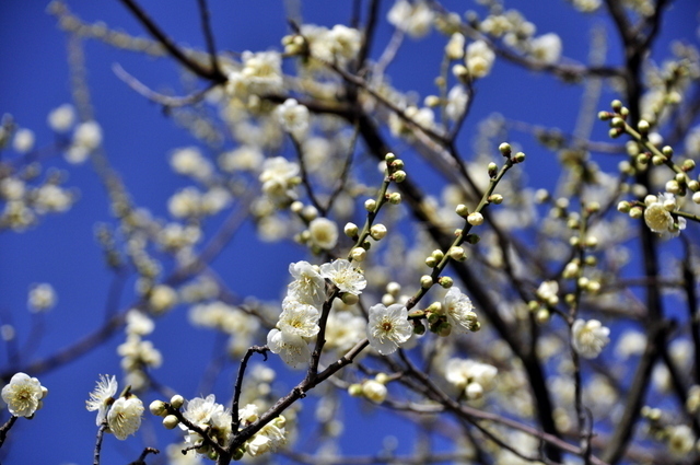 1-1-_DSC0197.JPG