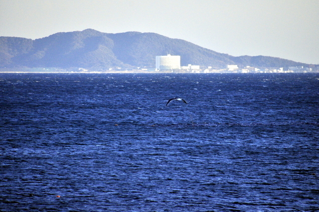 1-1-_DSC0272.JPG