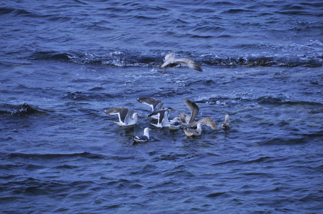 1-1-_DSC0397.JPG