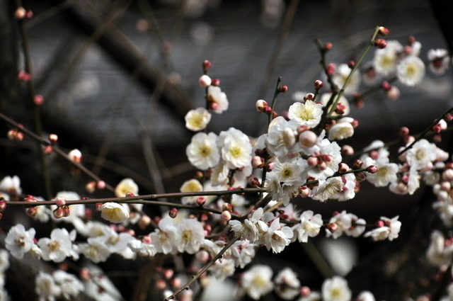 1-1-_DSC0496.JPG