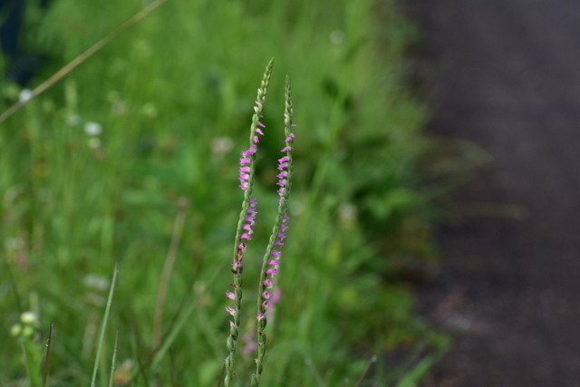 1-DSC_0786.JPG