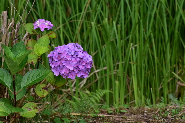 1-DSC_0818.JPG