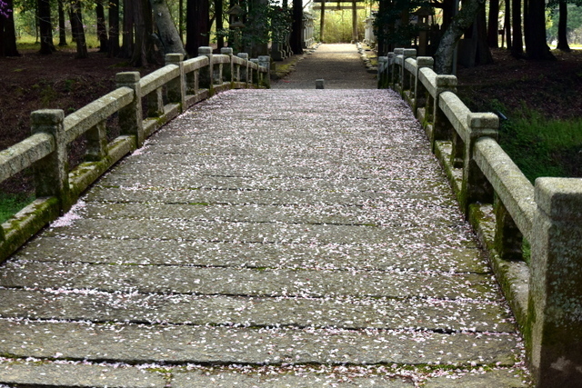 1-DSC_3795.JPG