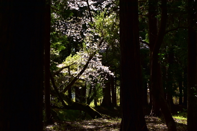 1-DSC_3864.JPG
