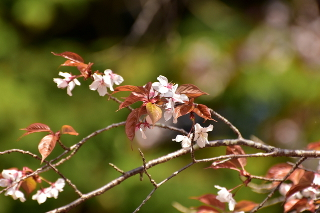 1-DSC_3878.JPG