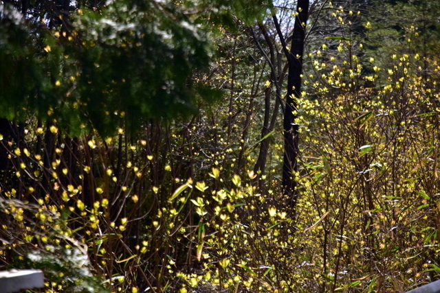 1-DSC_3948.JPG
