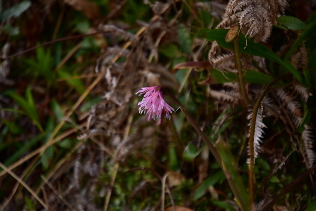 1-DSC_3952.JPG