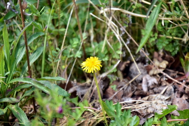 1-DSC_4130.JPG