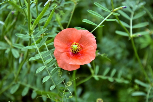 1-DSC_4156.JPG
