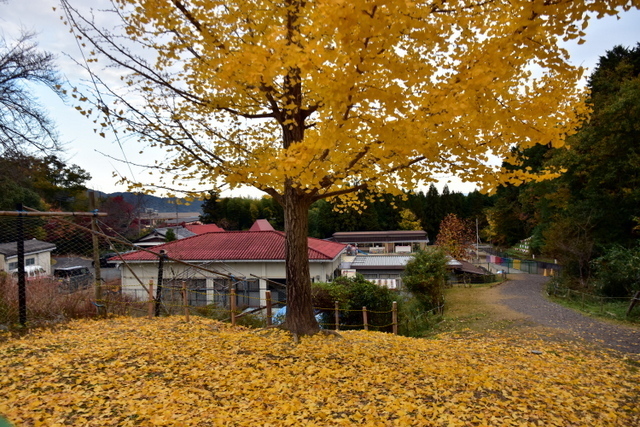 1-DSC_8040.JPG