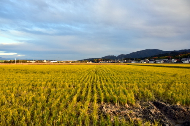 1-DSC_8087.JPG