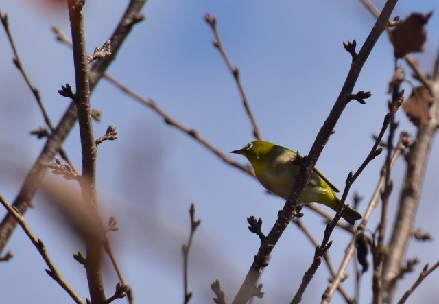 1-DSC_8117.JPG