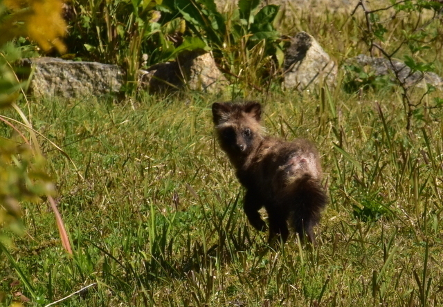 1-DSC_8240.JPG