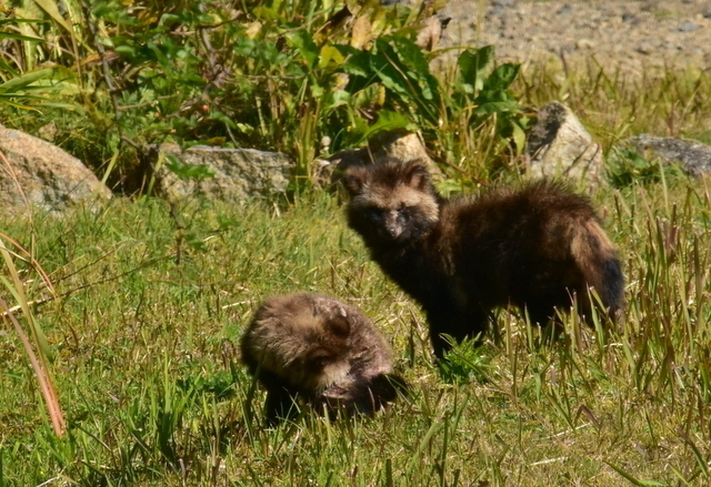 1-DSC_8256.JPG