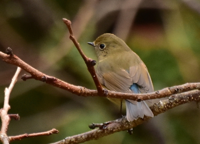 1-DSC_8954.JPG
