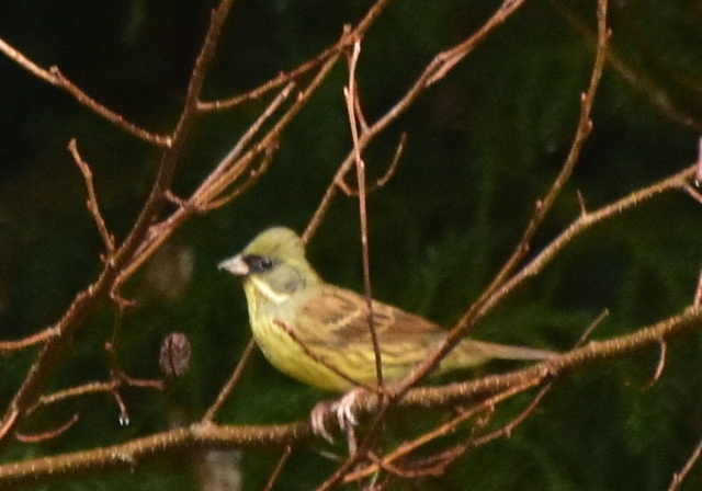 1-DSC_8988.JPG