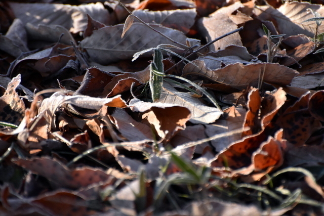 1-DSC_9455.JPG