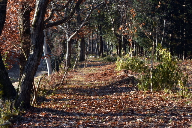 1-DSC_9458.JPG