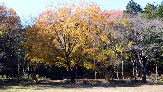1-NMS_3207.JPG