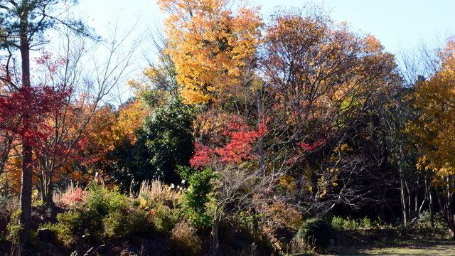 1-NMS_3208.JPG