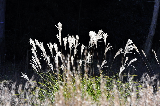 1-_DSC0027.JPG