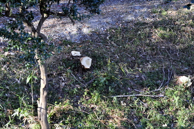 1-_DSC0033.JPG