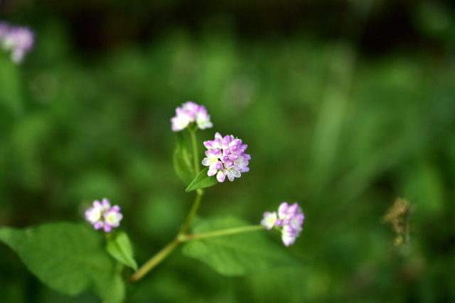 1-_DSC2452.JPG