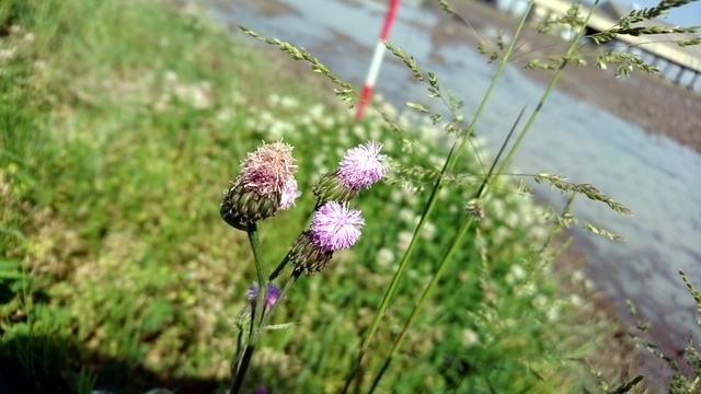 DSC_0728.JPG