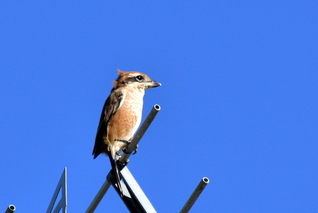 DSC_3506.JPG