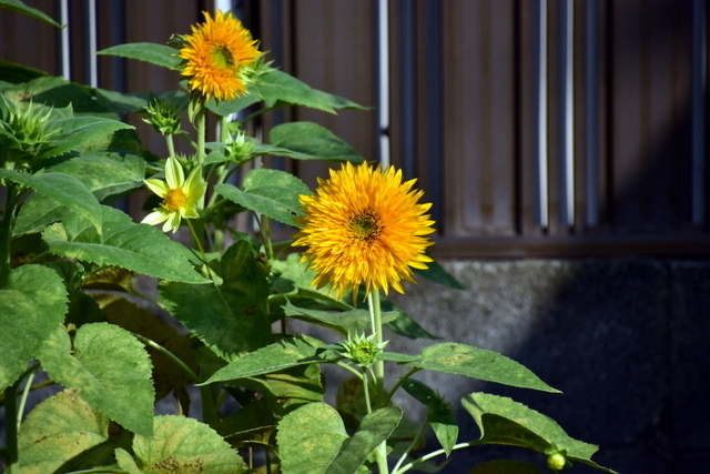 DSC_5999.JPG