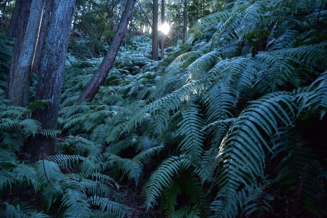 DSC_8246.JPG