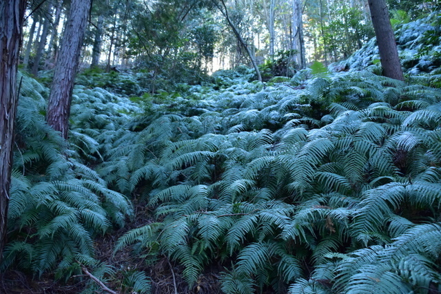 DSC_8247.JPG